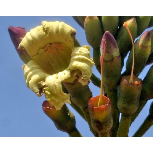 Oroxylum indicum - Demoklesz fája - 5db mag/csomag