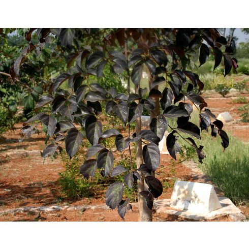 Oroxylum indicum - Demoklesz fája - 5db mag/csomag