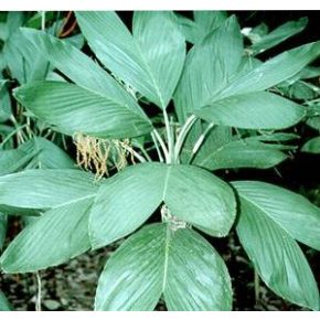   Chamaedorea ernesti-augusti  Xaté Palm - 5pcs seeds/packet - goldenpalm.hu