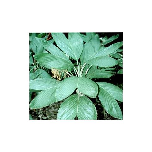 Chamaedorea ernesti-augusti - 5db mag/csomag