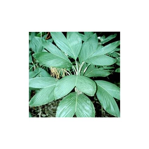 Chamaedorea ernesti-augusti  Xaté Palm - 5pcs seeds/packet - goldenpalm.hu