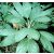 Chamaedorea ernesti-augusti  Xaté Palm - 5pcs seeds/packet - goldenpalm.hu