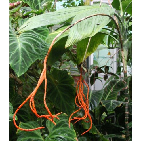 Chamaedorea ernesti-augusti  Xaté Palm - 5pcs seeds/packet - goldenpalm.hu