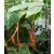 Chamaedorea ernesti-augusti  Xaté Palm - 5pcs seeds/packet - goldenpalm.hu