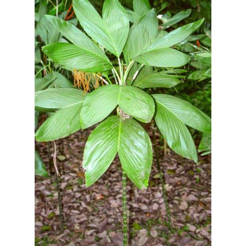 Chamaedorea ernesti-augusti  Xaté Palm - 5pcs seeds/packet - goldenpalm.hu