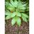 Chamaedorea ernesti-augusti  Xaté Palm - 5pcs seeds/packet - goldenpalm.hu
