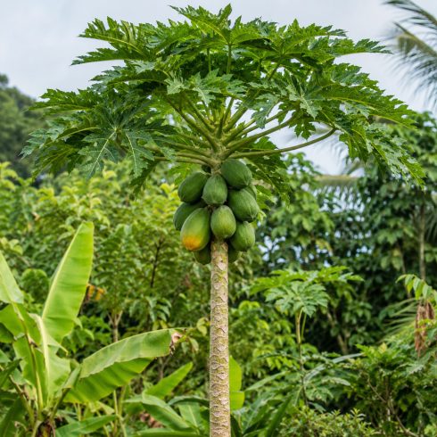 Carica papaya - Papaya - 5db mag/csomag