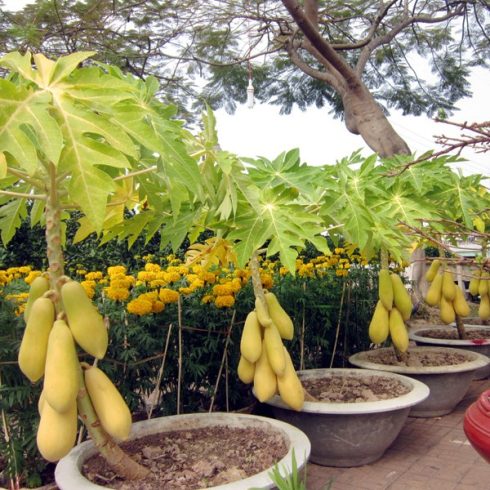 Carica papaya - Papaya - 5db mag/csomag