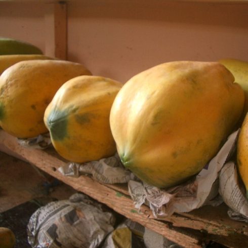 Carica papaya - Papaya - 5db mag/csomag