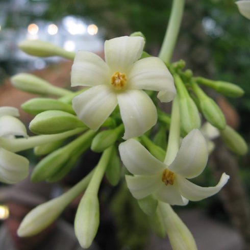 Carica papaya - Papaya - 5db mag/csomag