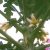 Carica papaya - Papaya - 5db mag/csomag