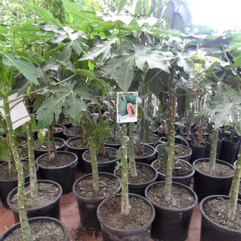 Carica papaya - Papaya - 5db mag/csomag