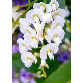   Hardenbergia violacea (Alba) - Korallborsó - Fehér - 5db mag/csomag