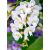 Hardenbergia violacea (Alba) - Korallborsó - Fehér - 5db mag/csomag
