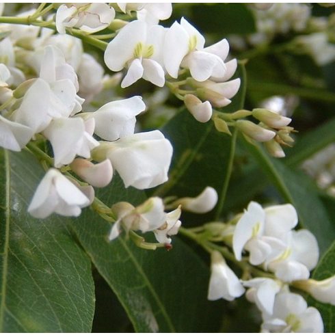 Hardenbergia violacea (Alba) - Korallborsó - Fehér - 5db mag/csomag