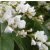 Hardenbergia violacea (Alba) - Korallborsó - Fehér - 5db mag/csomag