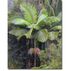   Archontophoenix alexandrae  King Palm - 5pcs seeds/packet - goldenpalm.hu