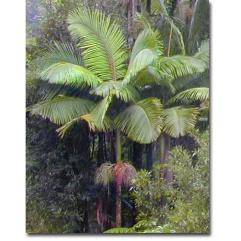 Archontophoenix alexandrae  King Palm - 5pcs seeds/packet - goldenpalm.hu