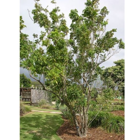 Sapindus saponaria - Floridai szappanfa - 3db mag/csomag