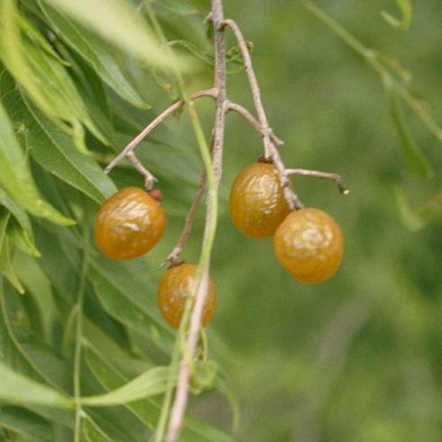 Sapindus saponaria - Floridai szappanfa - 3db mag/csomag