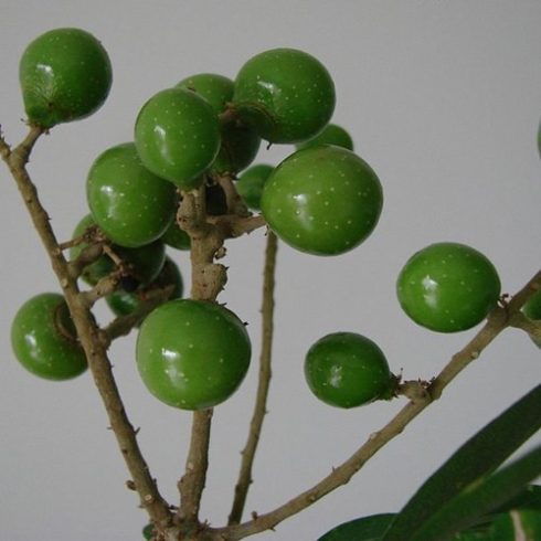 Sapindus saponaria - Floridai szappanfa - 3db mag/csomag