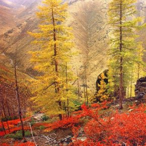 Larix sibirica - Szibériai vörösfenyő - 5db mag/csomag