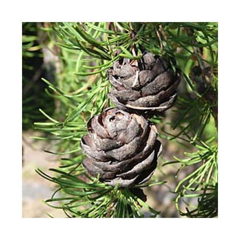 Larix sibirica - Szibériai vörösfenyő - 5db mag/csomag