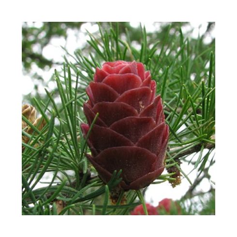 Larix sibirica - Szibériai vörösfenyő - 5db mag/csomag