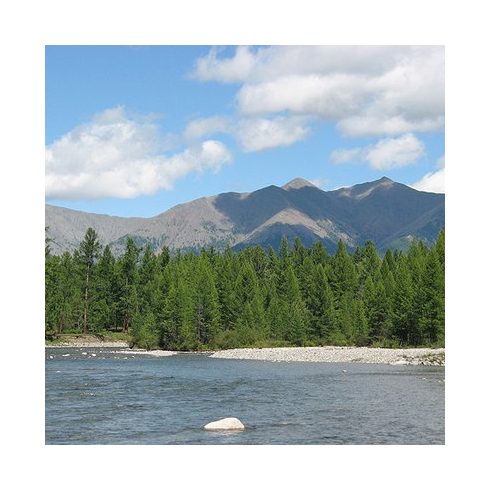 Larix sibirica - Szibériai vörösfenyő - 5db mag/csomag