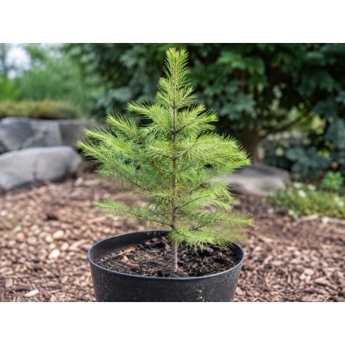 Fiatal Larix sibirica szibériai vörösfenyő cserépben nevelve