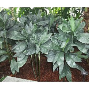   Chamaedorea metallica  Metallic Parlor Palm - 5pcs seeds/packet - goldenpalm.hu