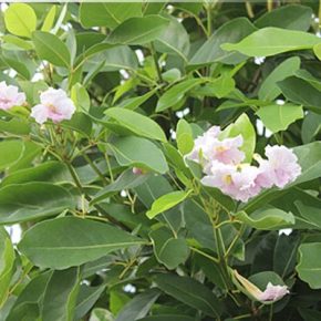 Tabebuia rosea (Pink) - 5db mag/csomag