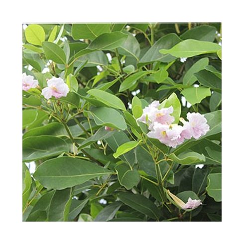 Tabebuia rosea (Pink) - 5db mag/csomag