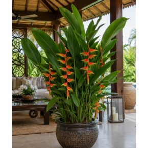 Heliconia platystachys - 5db mag/csomag