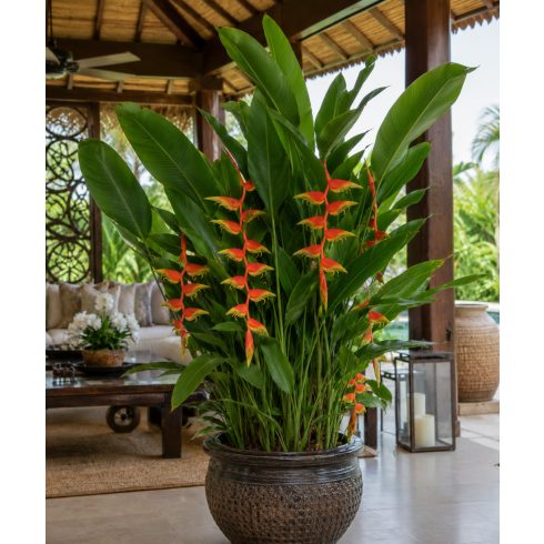 Heliconia platystachys - 5db mag/csomag