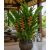 Heliconia platystachys - 5db mag/csomag