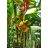 Heliconia platystachys - 5db mag/csomag