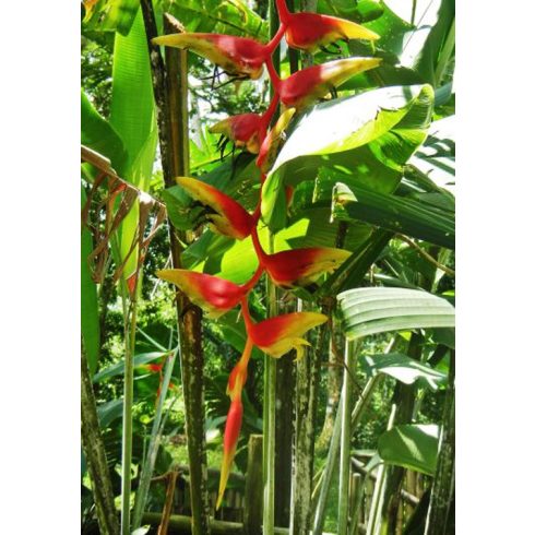 Heliconia platystachys - 5db mag/csomag