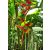 Heliconia platystachys - 5db mag/csomag