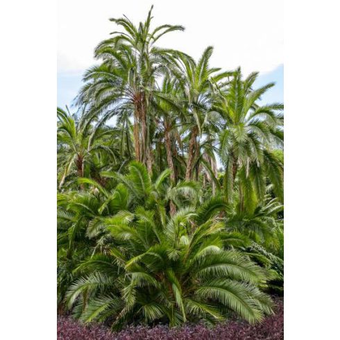 Phoenix reclinata - Senegal Date Palm - 5pcs seeds/packet - goldenpalm.hu