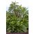 Phoenix reclinata - Senegal Date Palm - 5pcs seeds/packet - goldenpalm.hu