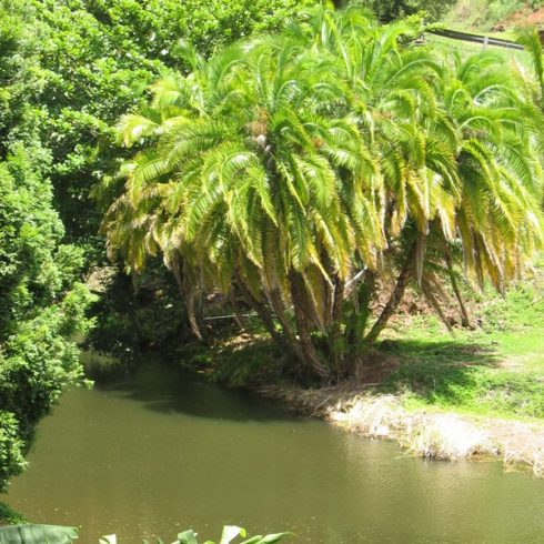 Phoenix reclinata - Senegal Date Palm - 5pcs seeds/packet - goldenpalm.hu