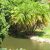 Phoenix reclinata - Senegal Date Palm - 5pcs seeds/packet - goldenpalm.hu