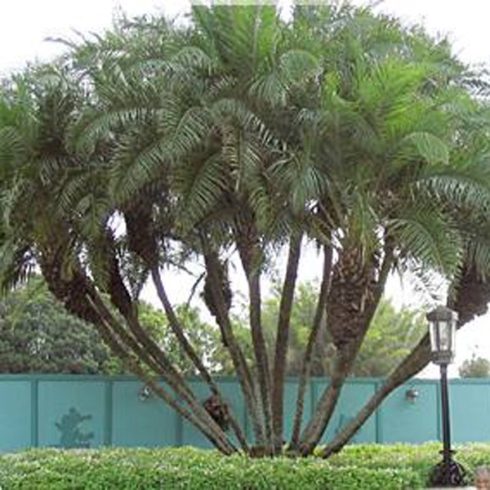 Phoenix reclinata - Senegal Date Palm - 5pcs seeds/packet - goldenpalm.hu