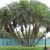 Phoenix reclinata - Senegal Date Palm - 5pcs seeds/packet - goldenpalm.hu