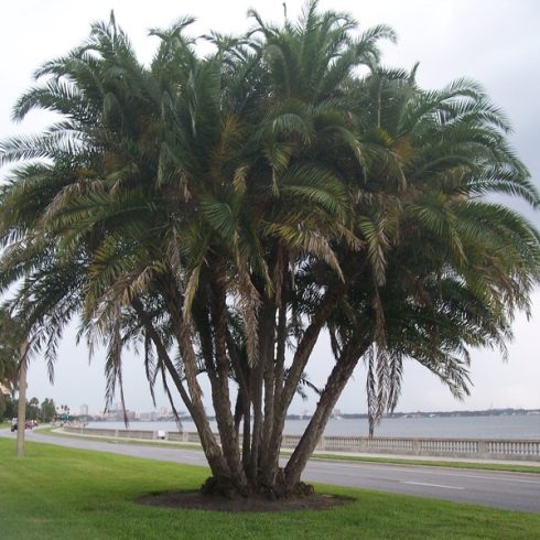 Phoenix reclinata - Senegal Date Palm - 5pcs seeds/packet - goldenpalm.hu