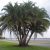 Phoenix reclinata - Senegal Date Palm - 5pcs seeds/packet - goldenpalm.hu