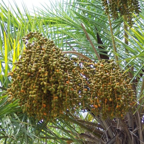 Szenegál datolyapálma termésfürtje – Phoenix reclinata