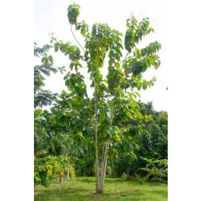 Tectona grandis - Teakfa - Teak - 5db mag/csomag