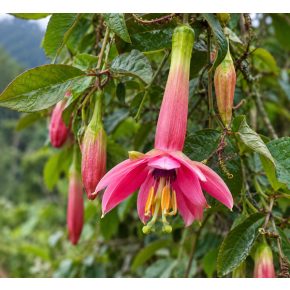 Passiflora adulterina virág közelről, hosszú rózsaszín virágcsővel és sárga porzókkal